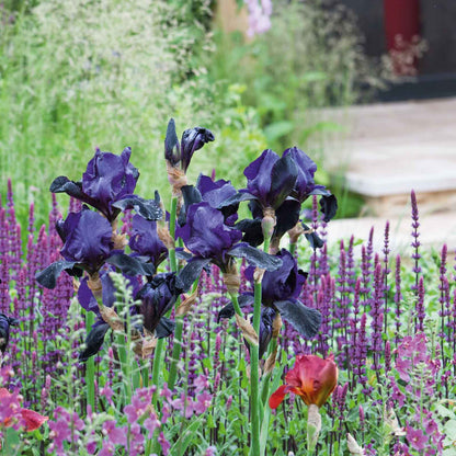 Re-Blooming Bearded Iris - Superstition