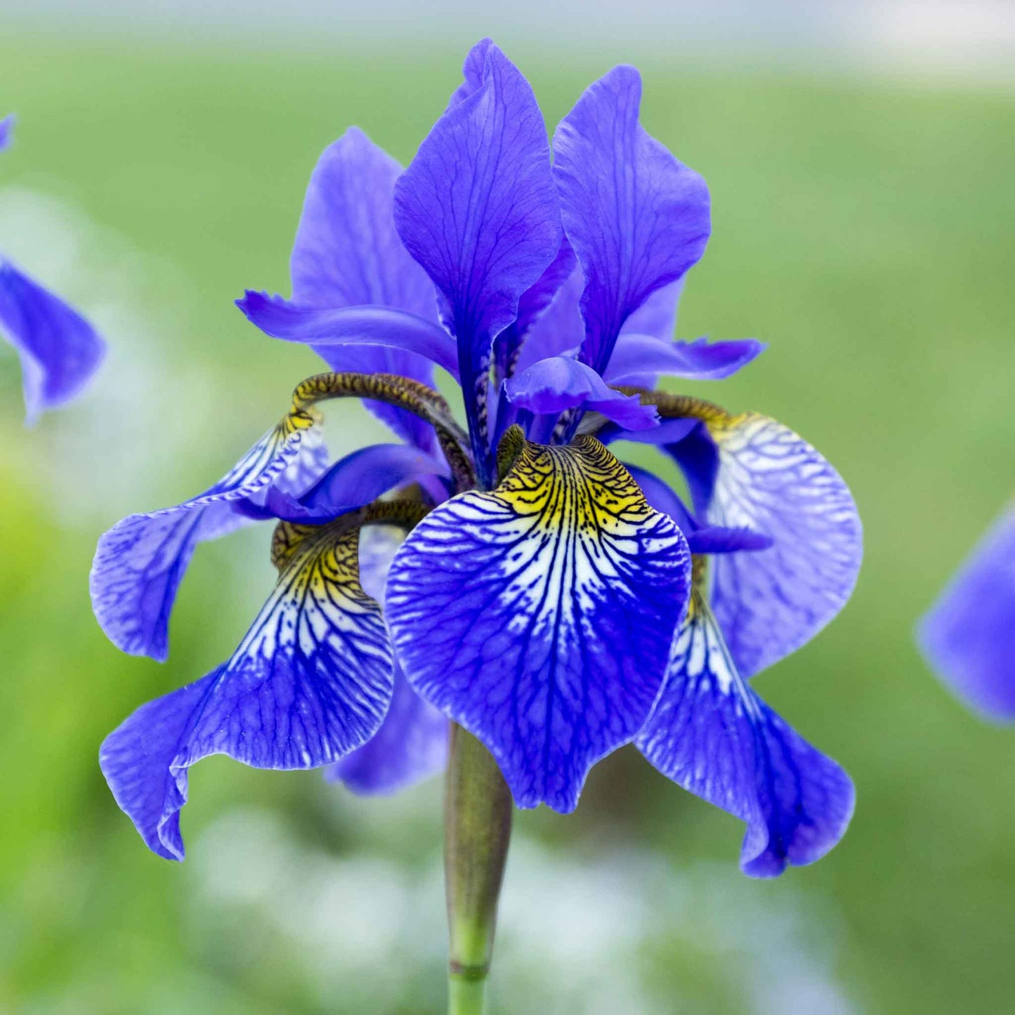 Siberian Iris Roots - Silver Edge