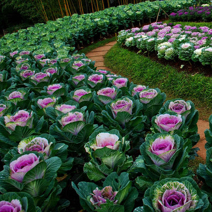 Ornamental Kale Seeds - Crane Pink