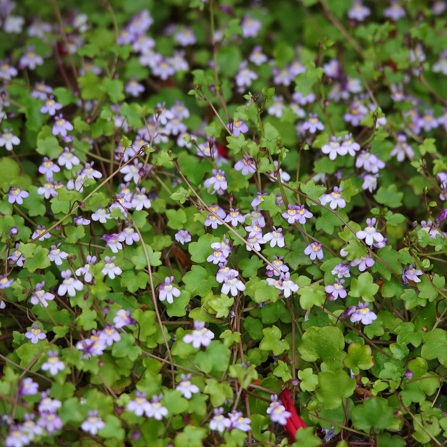 Kenilworth Ivy Seeds