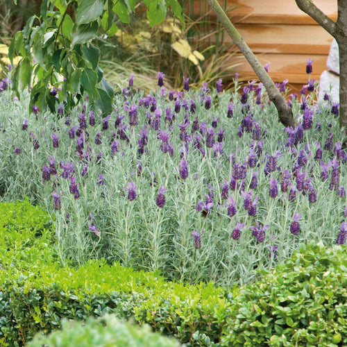 Lavender Seeds (Spanish) - Bandera Purple