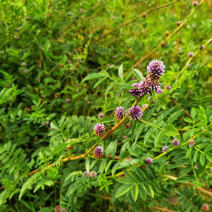Licorice Seeds