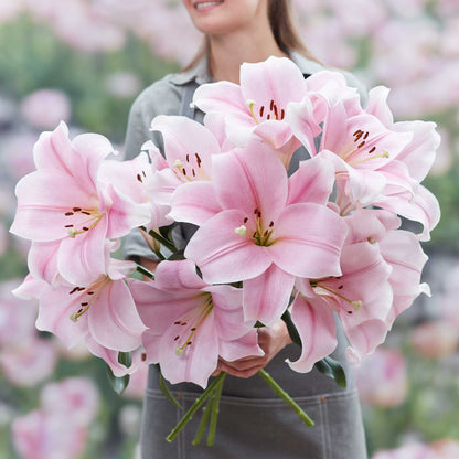 Lily Bulbs - Cali
