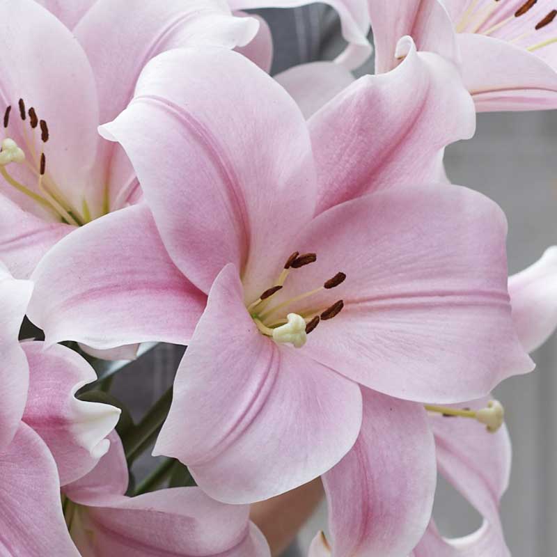 Lily Bulbs - Cali