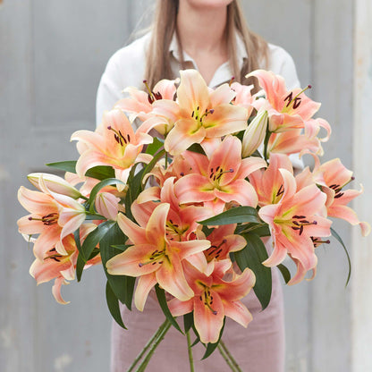 Lily Bulbs - Zelmira