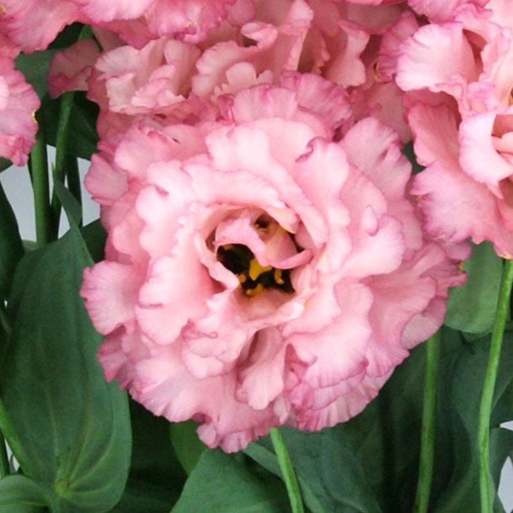 Lisianthus Seeds - Celeb Madonna