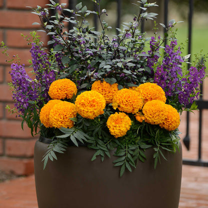 African Marigold Seeds - Taishan Orange