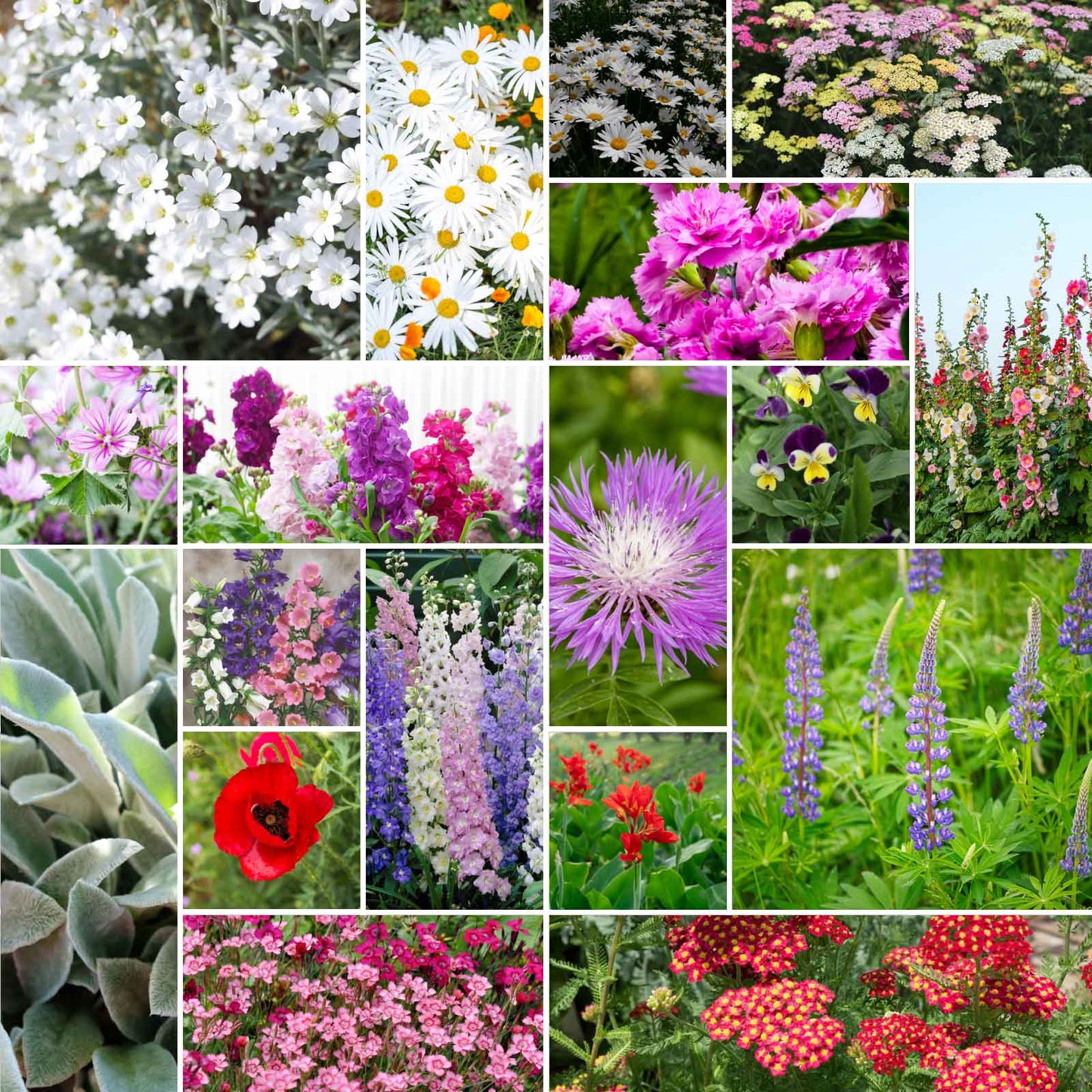 First Year Flowering Perennial Wildflower Seed Mix