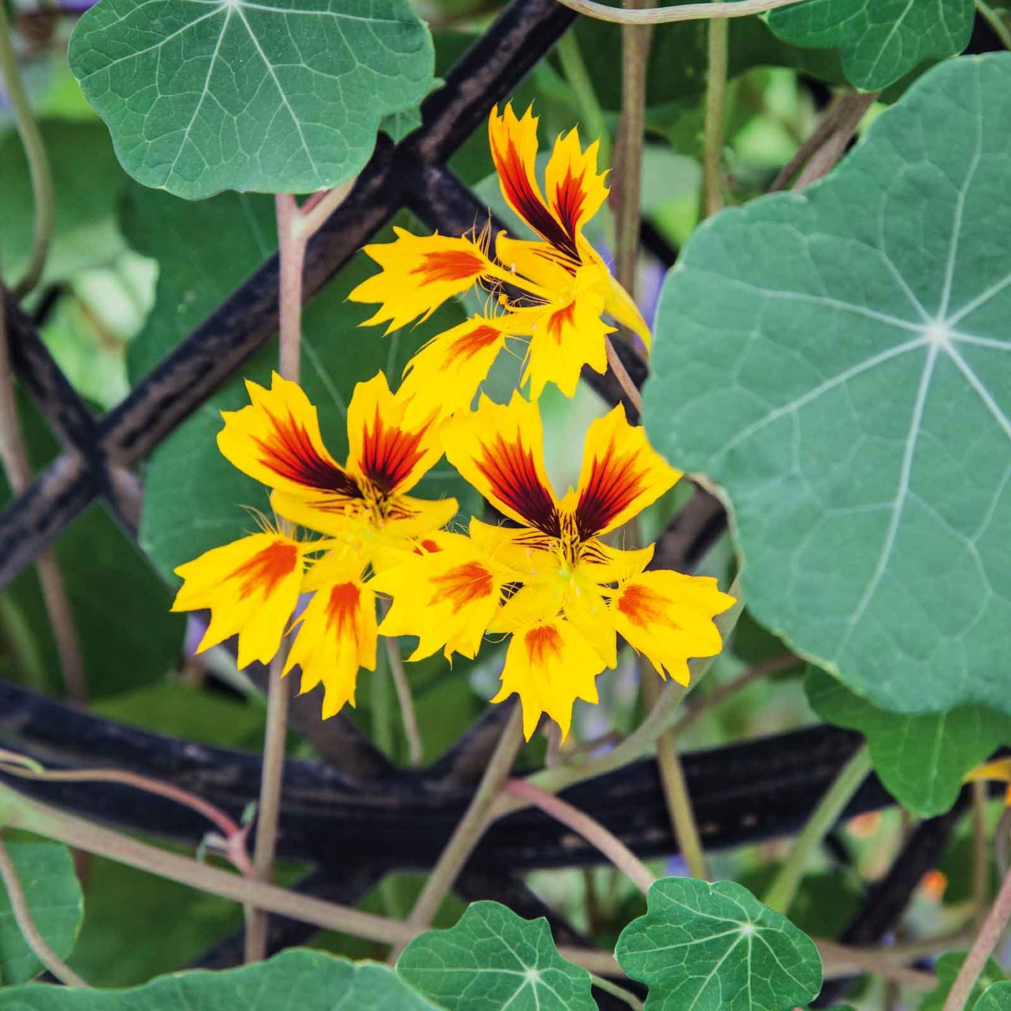 Nasturtium Seeds - Phoenix