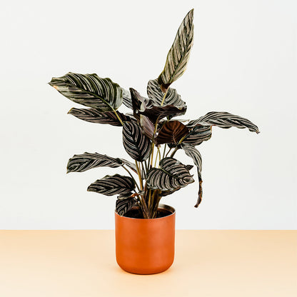 Elegant Orchid Pot