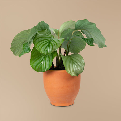 Herb Haven Planter Box