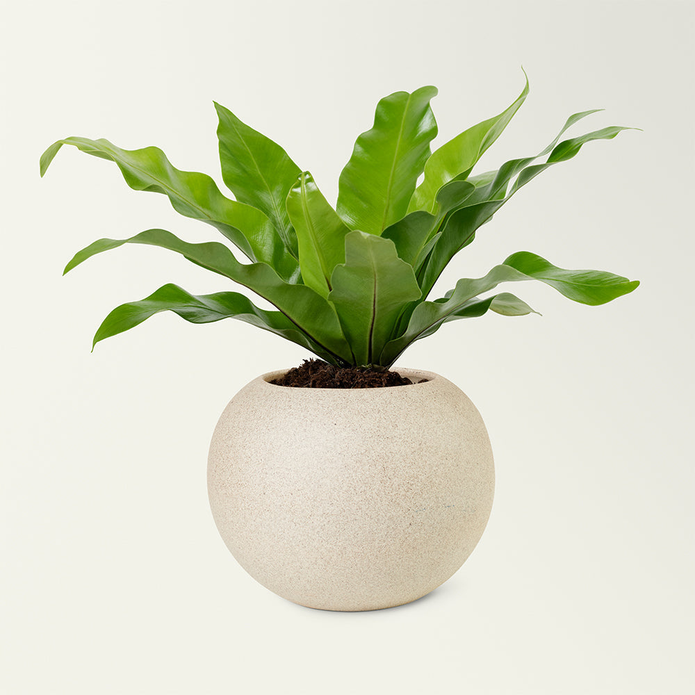 Eco-Friendly Grow Bags
