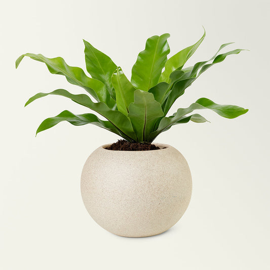 Tropical Bliss Plant Stand