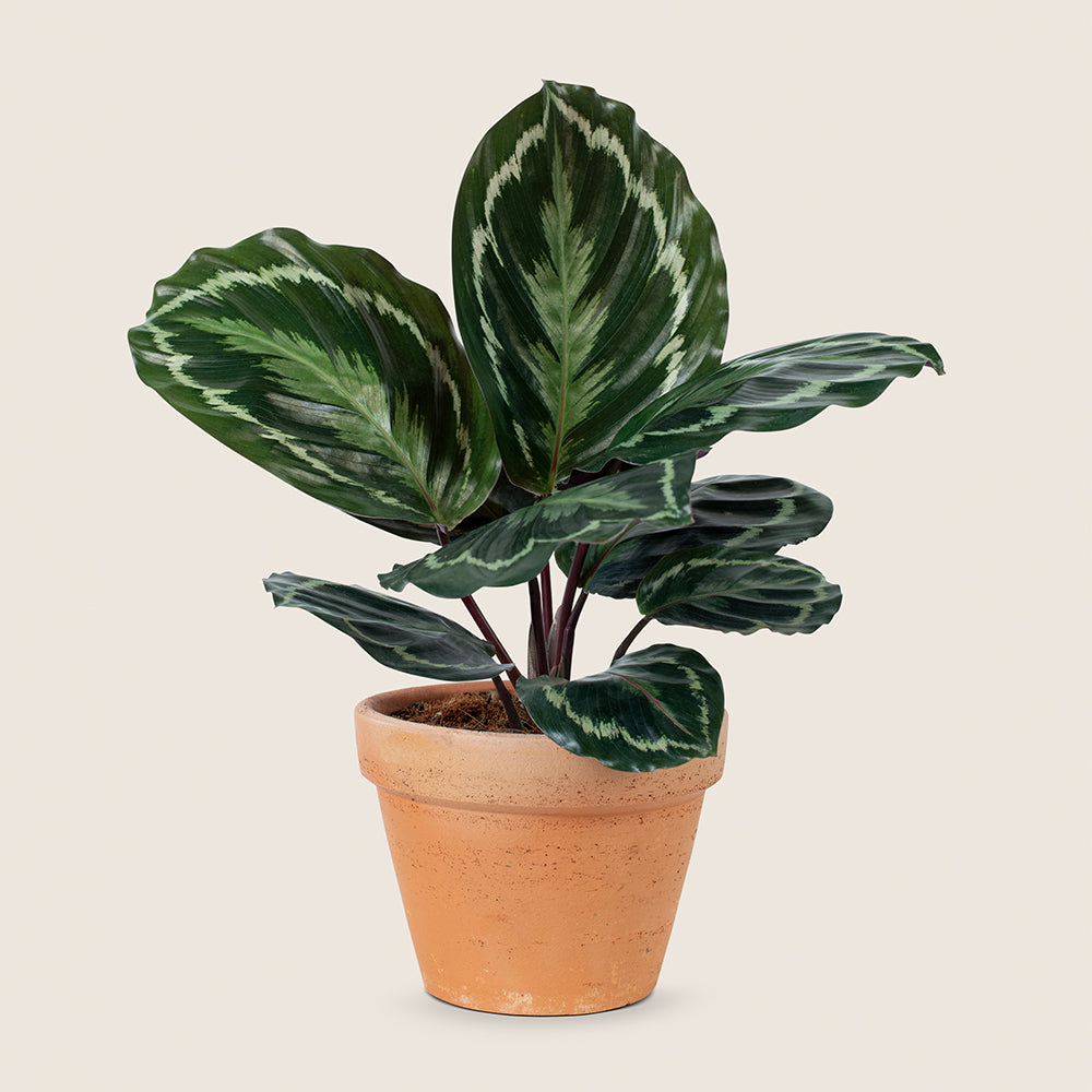 Classic Ceramic Pot Set