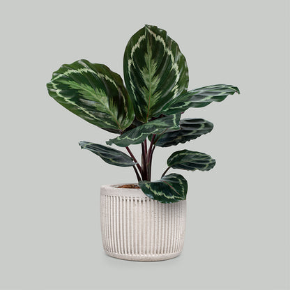 Eco-Friendly Grow Bags