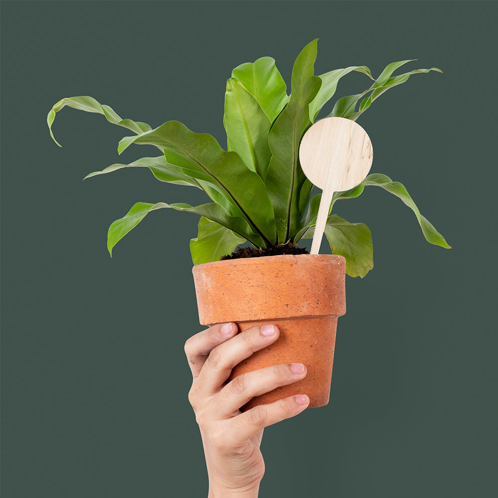 Hanging Herb Garden