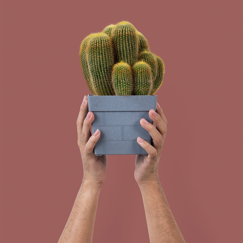 Zen Garden Plant Set