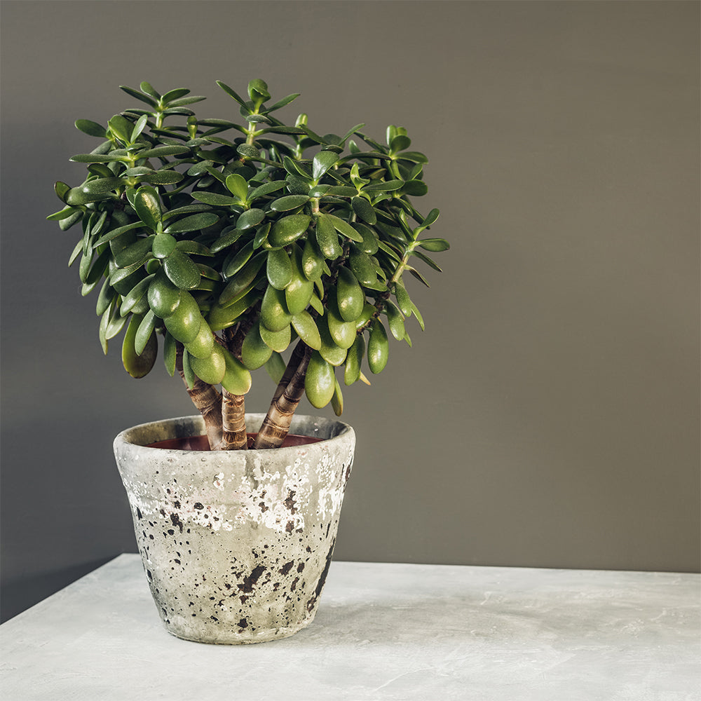 Tropical Bliss Plant Stand