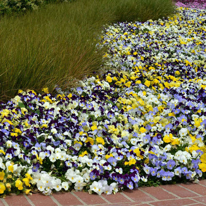 Pansy Seeds - Cool Wave Mix