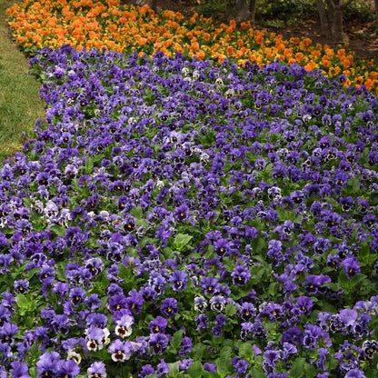 Pansy Seeds - Frizzle Sizzle Blue