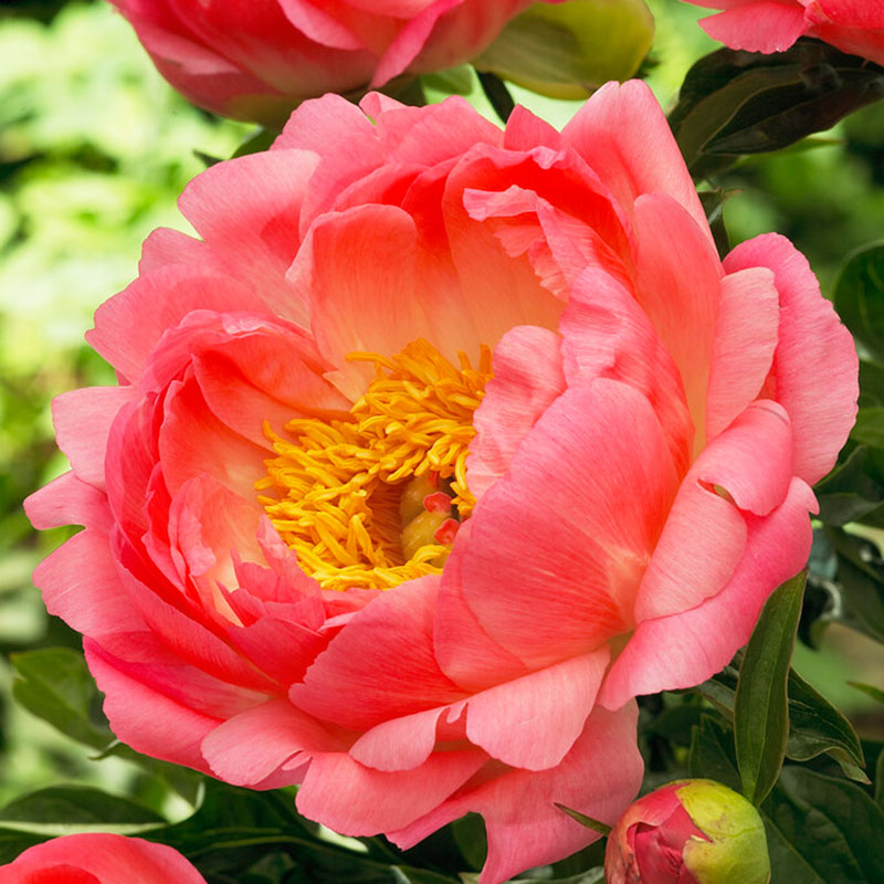 Peony Roots - Coral Sunset