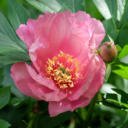 Itoh Peony Roots - Collection
