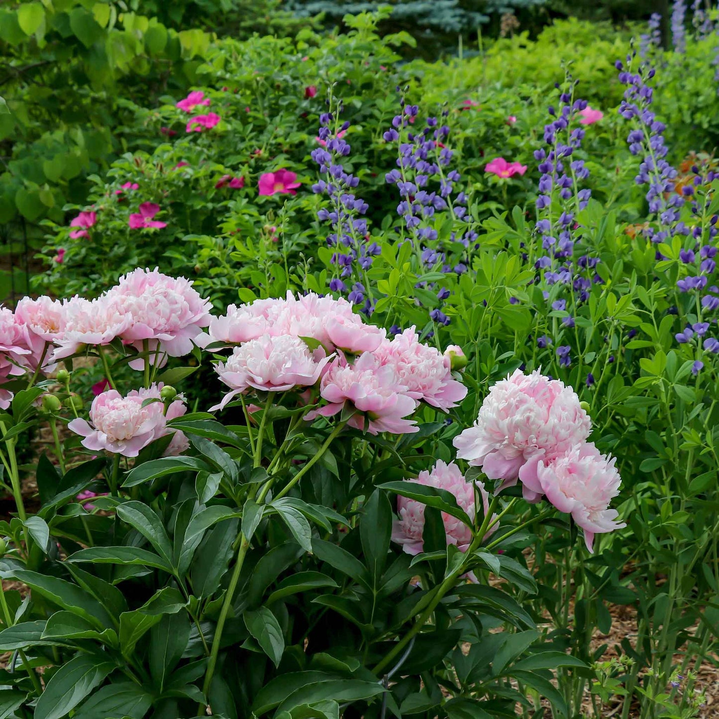 Peony Roots - Sarah Bernhardt Jumbo