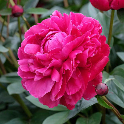 Peony Roots - Red Sarah Bernhardt