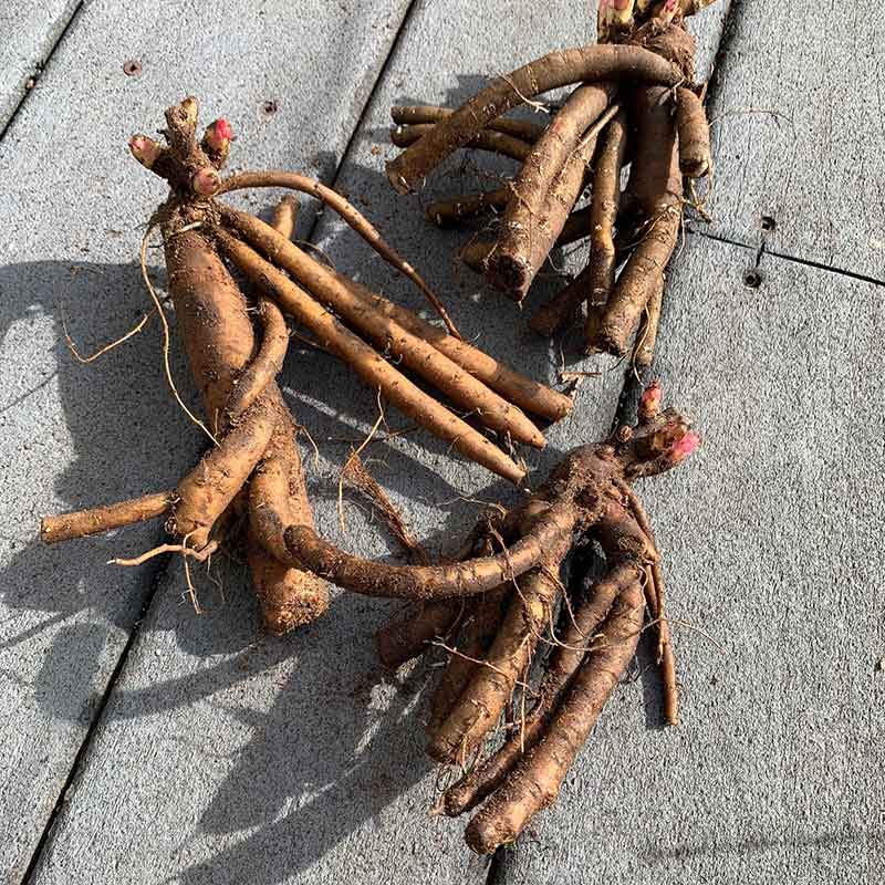 Itoh Peony Roots - Collection
