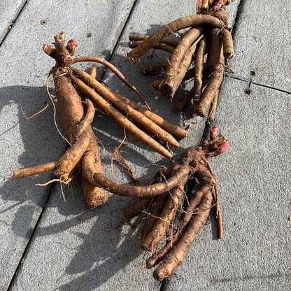 Itoh Peony Roots - Collection