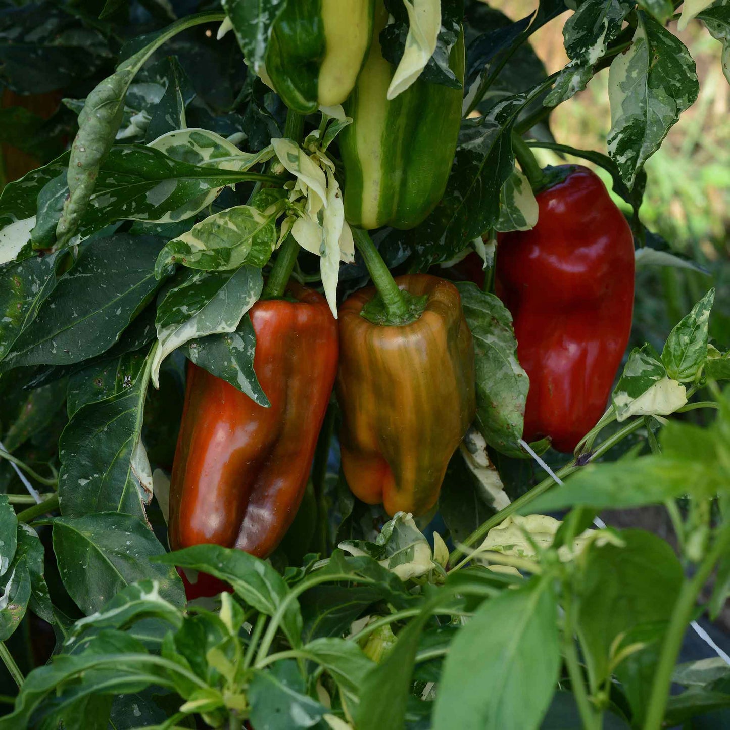 Sweet Pepper Seeds - Candy Cane Chocolate Cherry