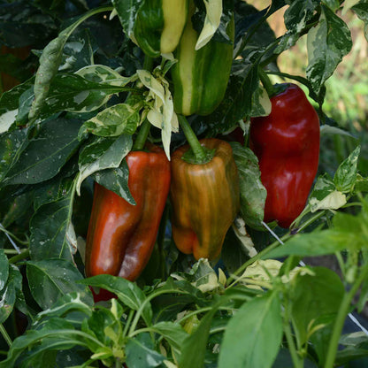 Sweet Pepper Seeds - Candy Cane Chocolate Cherry
