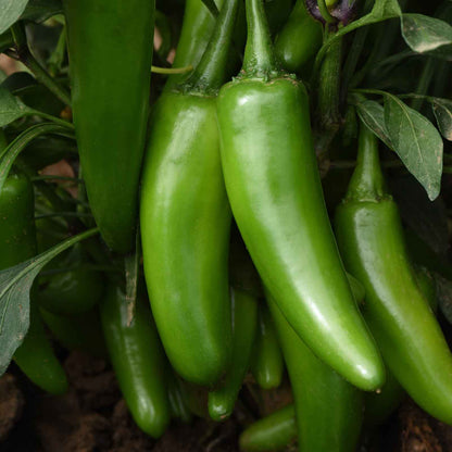 Hot Pepper Seeds - Pot-a-Peno