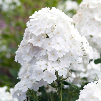 Phlox Roots - David