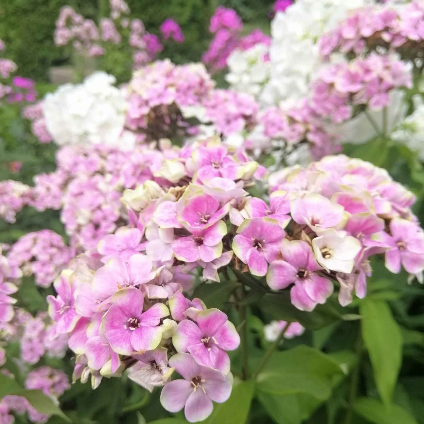 Phlox Roots - Sherbet Blend