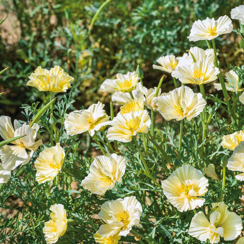 California Poppy Seeds - Cream Swirl