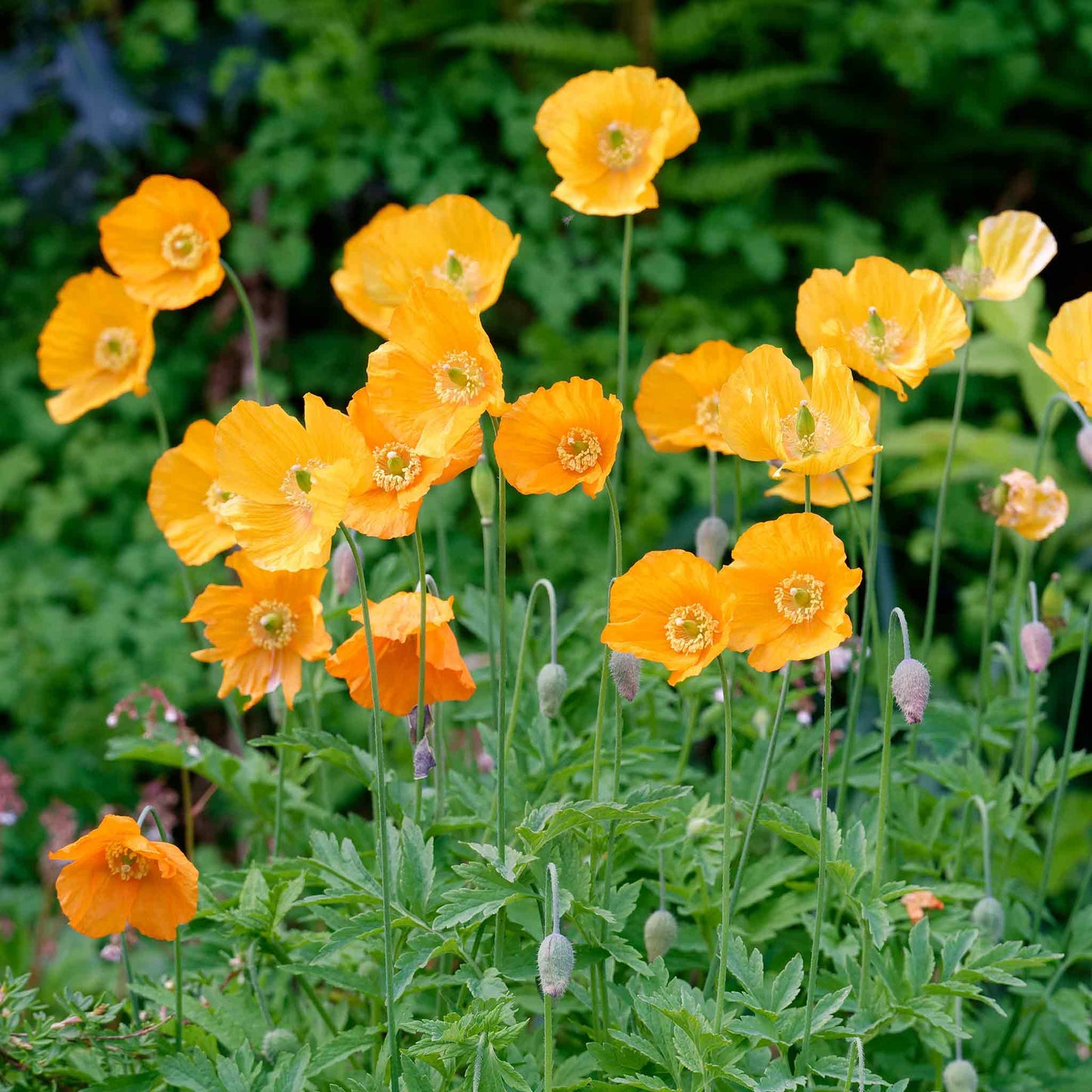 Poppy Seeds - Moroccan Orange
