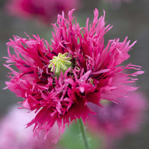 Poppy Seeds - Rose Feathers