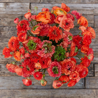 Ranunculus Bulbs - Super Green Orange