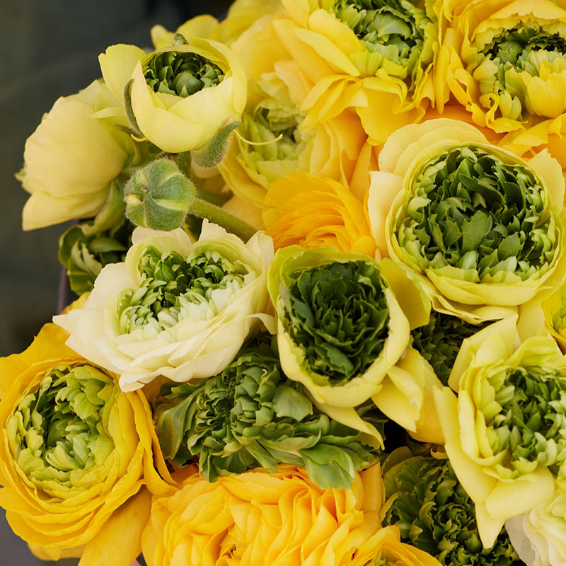 Ranunculus Bulbs - Super Green Yellow