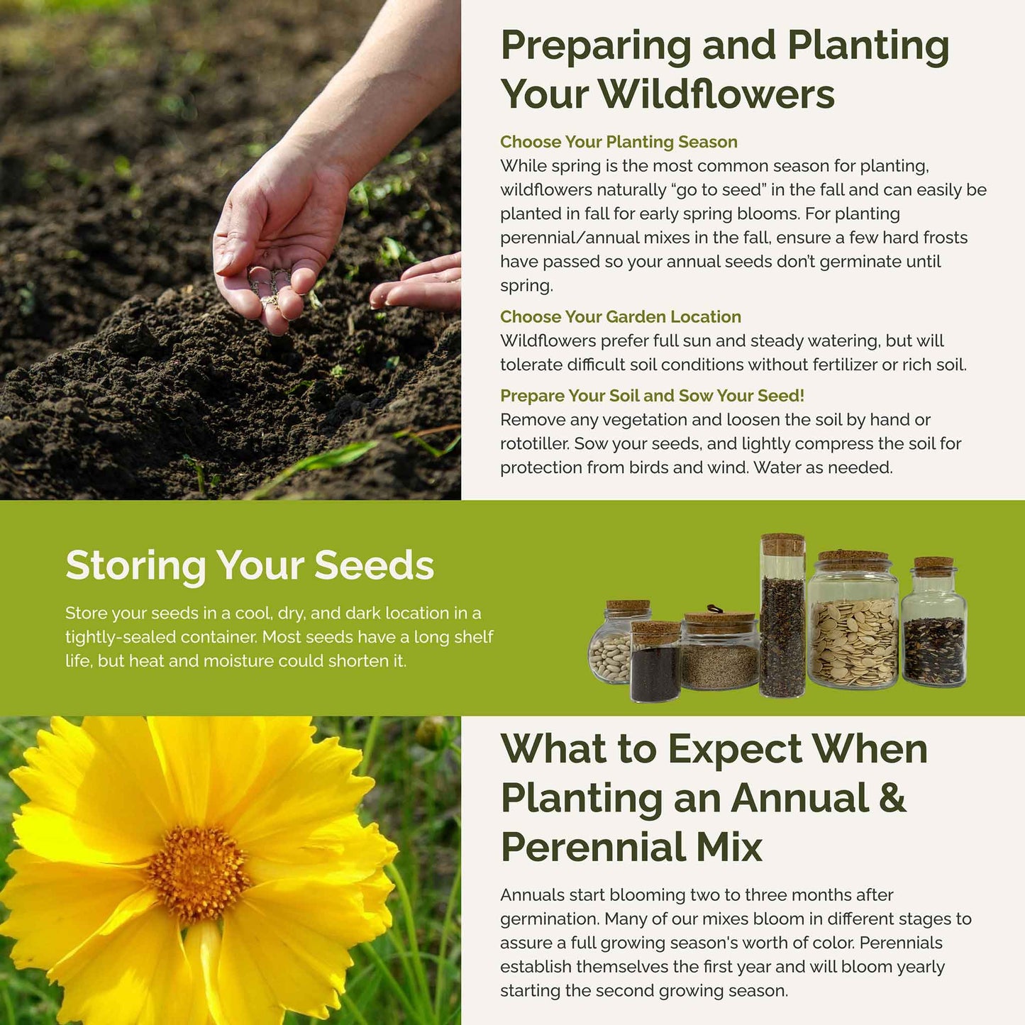 Rhode Island Wildflower Seed Mix