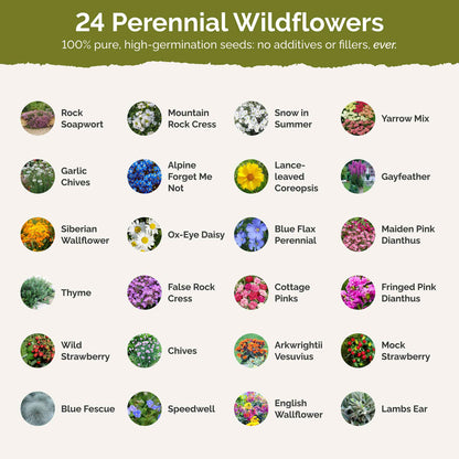 Rock Garden Perennial Wildflower Seed Mix