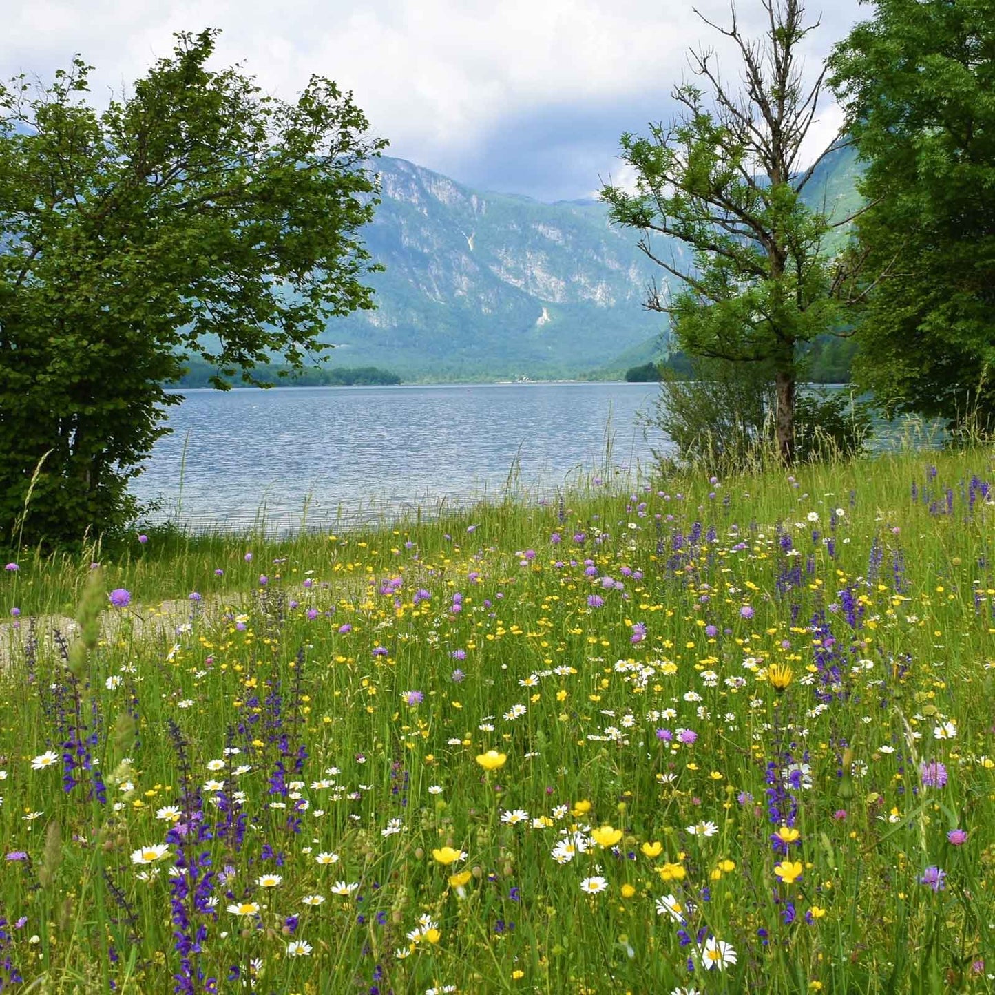 Sage Seeds - Meadow Sage
