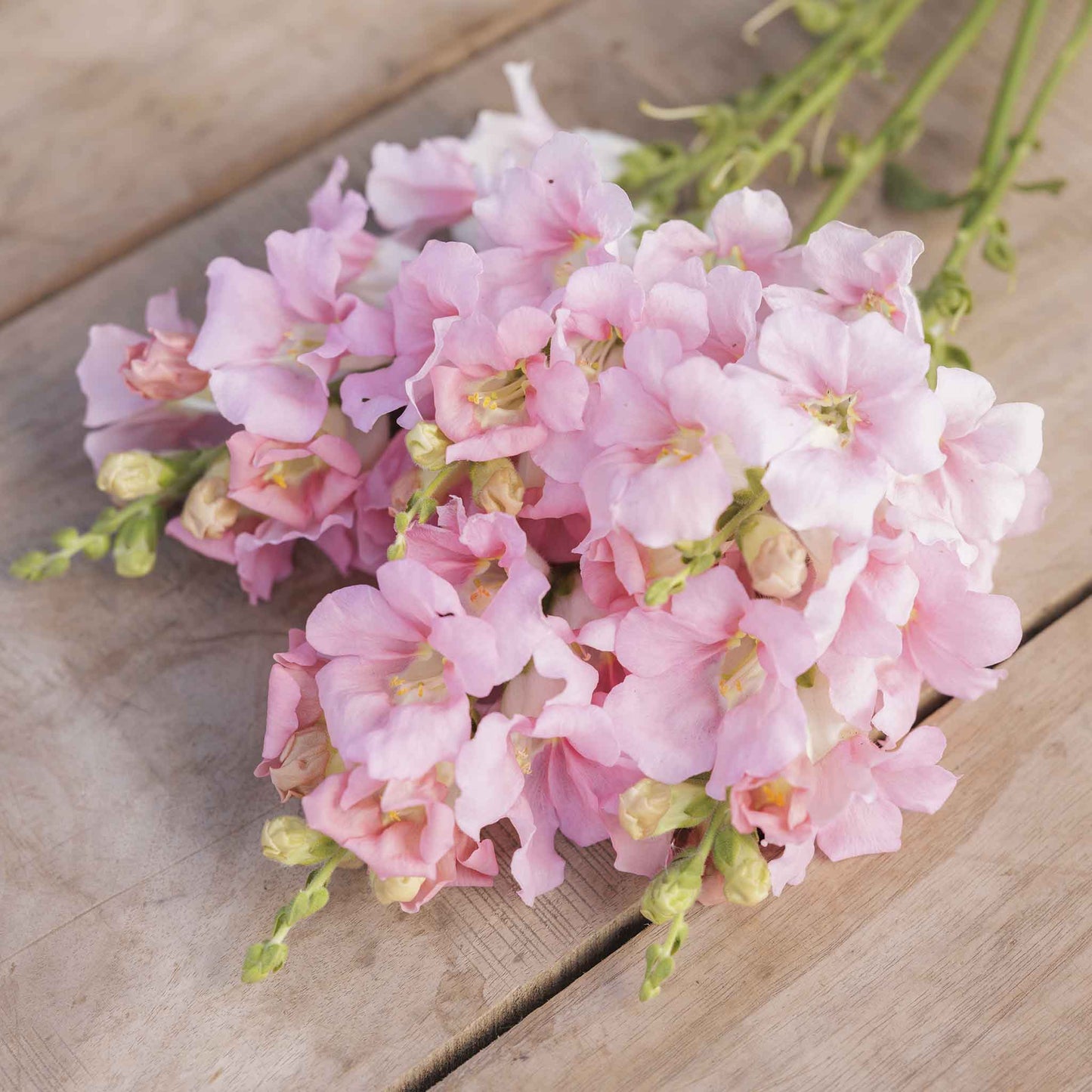 Snapdragon Seeds - Chantilly Light Pink