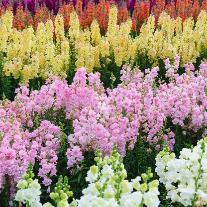 Snapdragon Seeds - Legend Double Pink