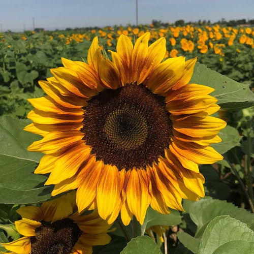 Sunflower Seeds - ProCut Bicolor (DMR)