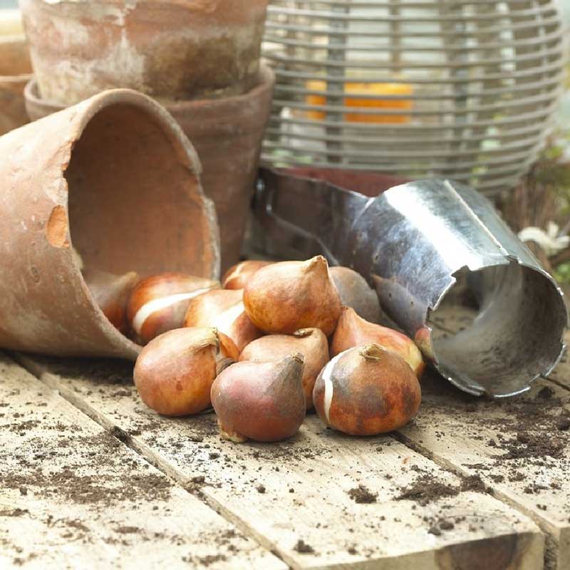 Tulip Bulbs - Diamond Sugar