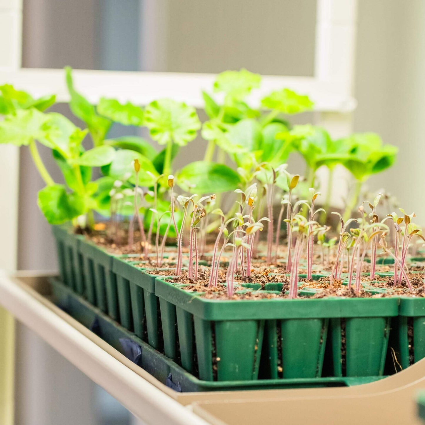 4 Tier Grow Light Garden  with Storage