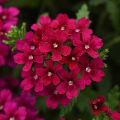 Verbena Seeds - Quartz XP Mix