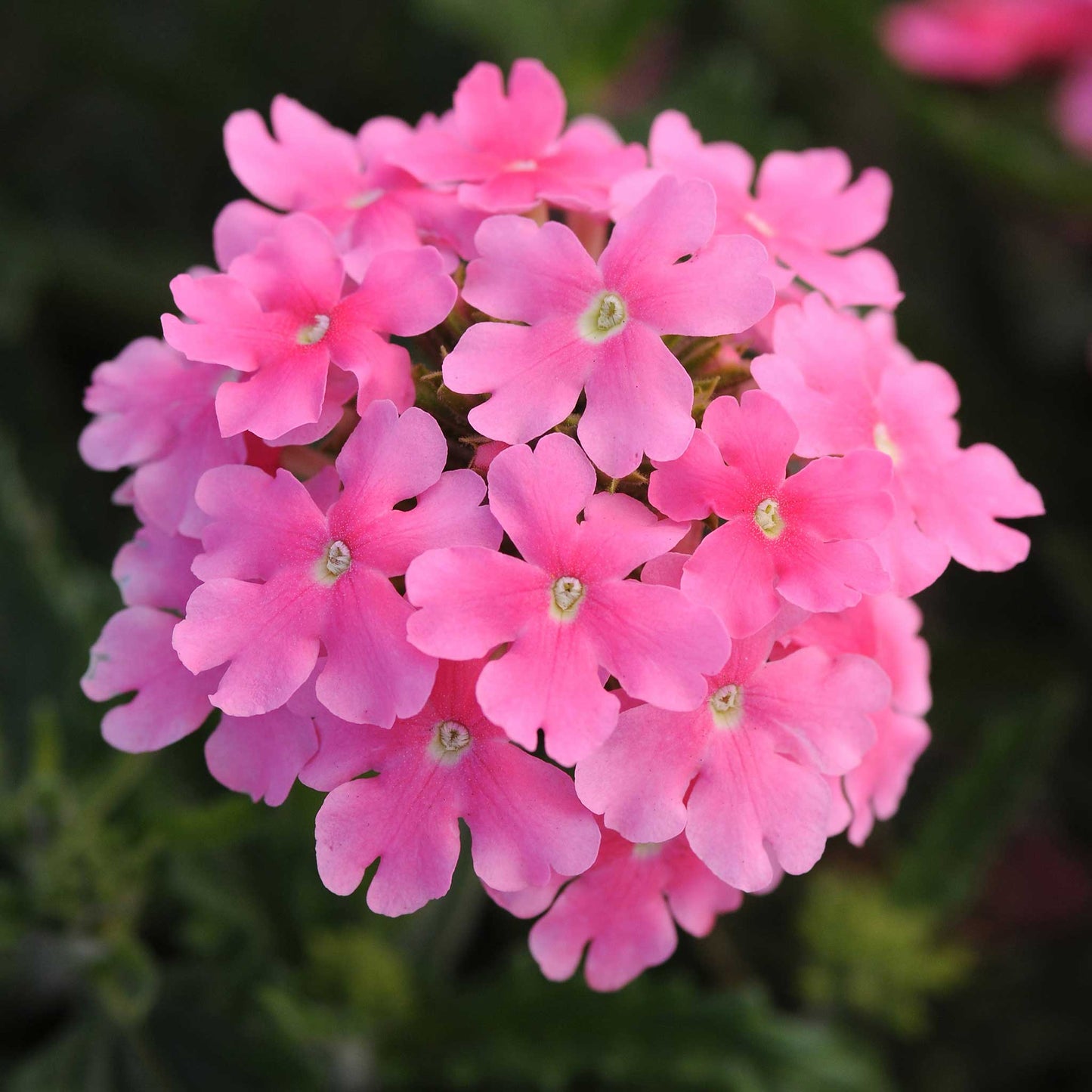 Verbena Seeds - Quartz XP Mix